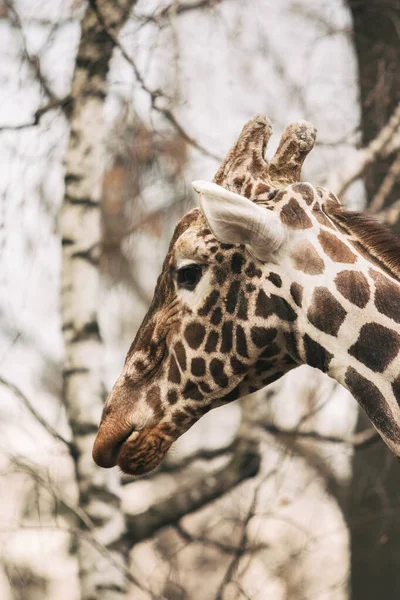 Retrato de un joven varón jirafa reticulada, Giraffa camelopardalis reticulata. Retrato de cerca de la jirafa Masai. Cabeza de jirafa detalle —  Fotos de Stock