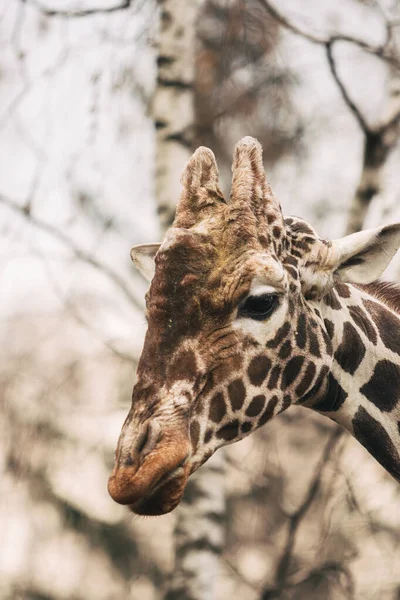 Retrato de un joven varón jirafa reticulada, Giraffa camelopardalis reticulata. Retrato de cerca de la jirafa Masai. Cabeza de jirafa detalle —  Fotos de Stock