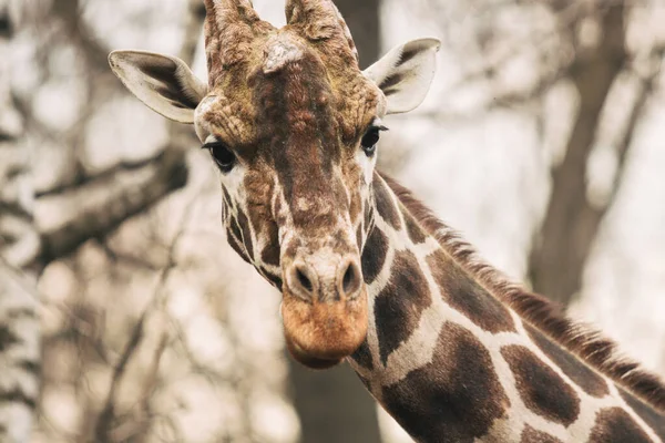 Porträtt av en ung man Reticulated Giraffe, Giraffa camelopardalis reticulata. Närbild porträtt av Masai giraff. Giraffhuvud detalj — Stockfoto