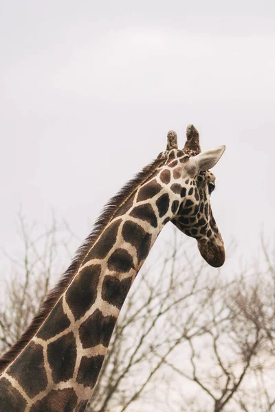 Retrato de un joven varón jirafa reticulada, Giraffa camelopardalis reticulata. Retrato de cerca de la jirafa Masai. Cabeza de jirafa detalle —  Fotos de Stock