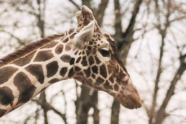 Portrait d'un jeune mâle Girafe réticulée, Giraffa camelopardalis reticulata. Gros plan portrait de girafe Masai. Girafe tête détail — Photo