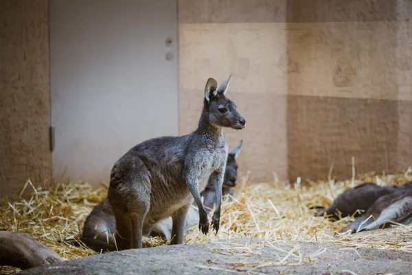 Komik yetişkin gri kanguru, kışın bulutlu havada sarı bir taşın üzerinde arka ayakları üzerinde durur. — Stok fotoğraf