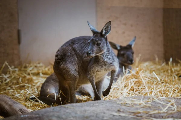 Funny adult gray kangaroo stands on its hind legs on a yellow stone in cloudy weather in winter — Stock Photo, Image