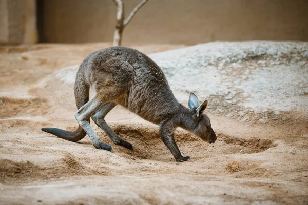 Grappige volwassen grijze kangoeroe staat op zijn achterpoten op een gele steen bij bewolkt weer in de winter — Gratis stockfoto