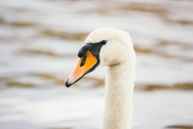 Prag 'daki Charles Köprüsü yakınlarında Vltava Nehri' ndeki Kuğu. Prag 'da Vltava nehrinde yüzen güzel beyaz kuğu. Karluv Most ve beyaz kuğular. Prag 'da Nehir Kıyısındaki Kuşlar.