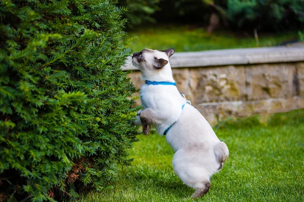 Close-up of an adult Mekong Bobtail cat posing on green grass outside. A cat walks on a green lawn with a blue leash. Young Cat,Siamese Type ,Mekong Bobtail Walks In A Grass.