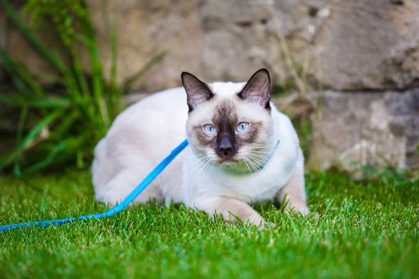 Young Cat Siam Oriental Group Mekong Bobtail Walks Grass Blue — Stock Photo, Image