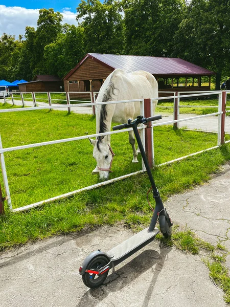 theme environmentally friendly transport. Electric scooter next to beautiful horse. Without gasoline transport. Live transport racehorse and transport of future. Technological eco friendly transport.