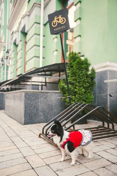 Ein Kleiner Lustiger Schwarz Weißer Chihuahua Mischlingshund Ist Einen Fahrradparkplatz — Stockfoto