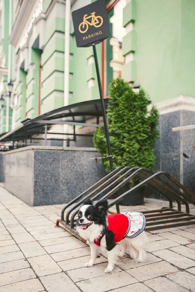 Pequeño Perro Blanco Negro Divertido Chihuahua Raza Ropa Está Esperando — Foto de Stock