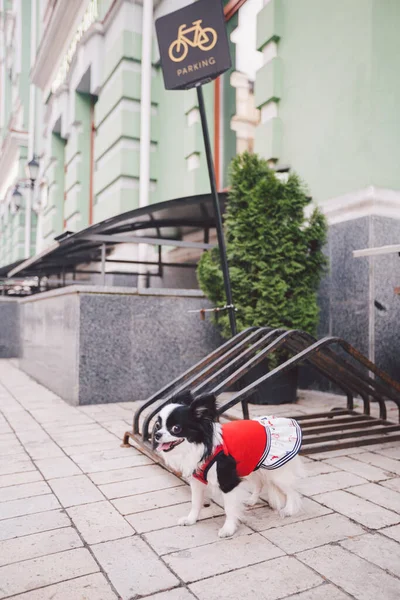 Ein Kleiner Lustiger Schwarz Weißer Chihuahua Mischlingshund Ist Einen Fahrradparkplatz — Stockfoto