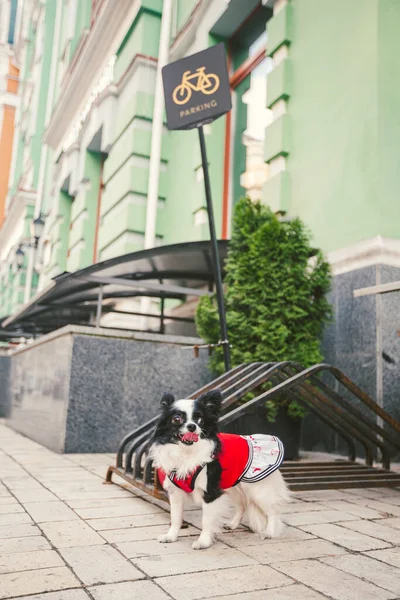 Malý Zábavný Černobílý Pes Chihuahua Plemeno Oblečení Čeká Majitele Parkoviště — Stock fotografie