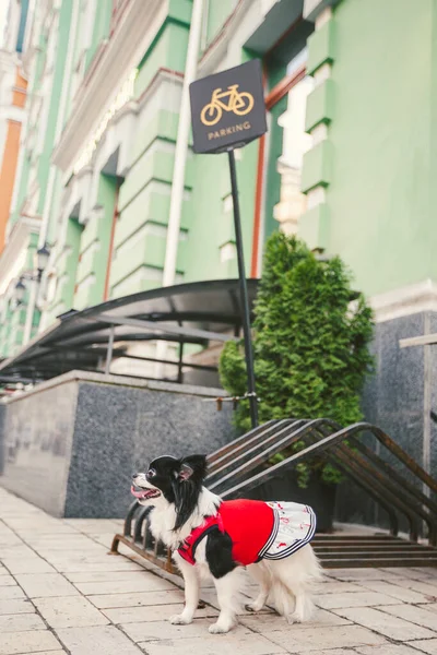 Собака Ждет Хозяина Привязанная Багажнику Парковки Велосипедов Чихуахуа Ждет Своего — стоковое фото