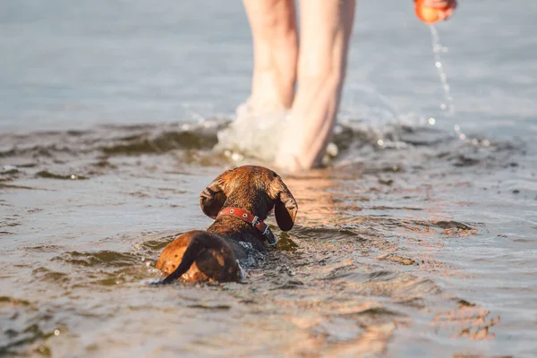 Mulher Branca Madura Joga Bola Água Com Cão Raça Dachshund — Fotografia de Stock