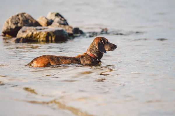 古い茶色のダックスフンド犬が川岸の水の中に立っており 所有者の距離を調べています 犬は池で冷える 湖の中にペットの動物風呂 ダックスフントは夏時間泳ぐ — ストック写真