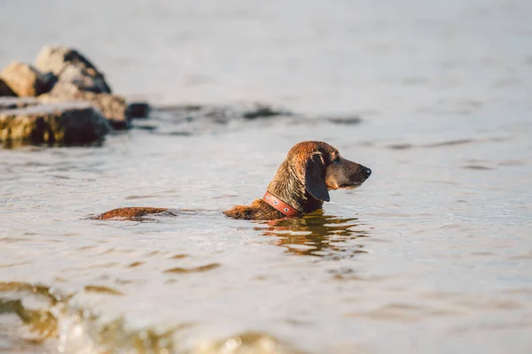 Velho Cão Dachshund Marrom Fica Água Margem Rio Olha Para — Fotografia de Stock