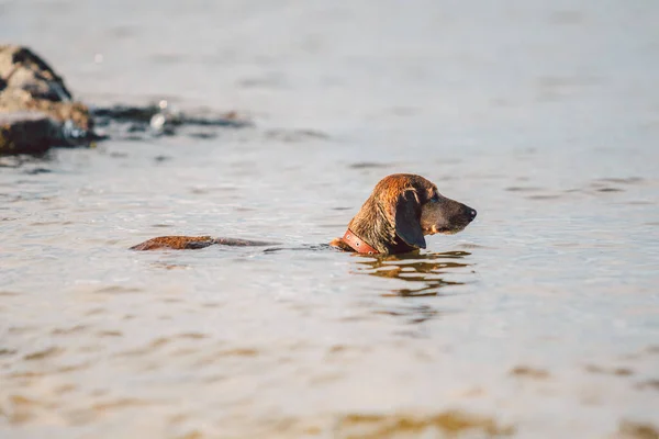 Tema Verii Animal Companie Malul Râului Rasa Câini Dachshund Așteaptă — Fotografie, imagine de stoc