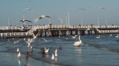 Kışın Baltık Denizi 'ndeki kuğular ve martılar Polonya' nın yerini belirler. Birçok deniz kuşu, martı ve bir kuğu kıyıya yakın yerlerde yemek yer. Deniz kıyısında bir sürü kuş, vahşi yaşam resmi. konsept, su kuşları, açık hava