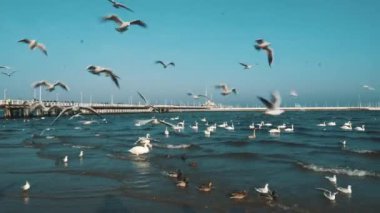 Kışın Baltık Denizi 'ndeki kuğular ve martılar Polonya' nın yerini belirler. Birçok deniz kuşu, martı ve bir kuğu kıyıya yakın yerlerde yemek yer. Deniz kıyısında bir sürü kuş, vahşi yaşam resmi. konsept, su kuşları, açık hava