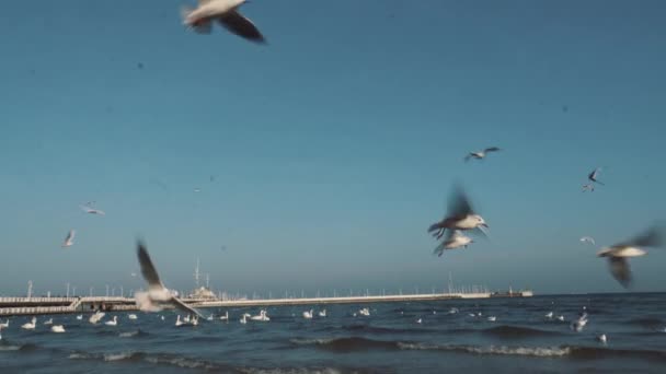 Cisnes y gaviotas en el mar Báltico en invierno, ciudad spot Polonia. Muchas aves marinas, gaviotas y un cisne, comen cerca de la orilla. Muchas aves en la costa del mar, vida silvestre imagen. concepto, aves acuáticas, al aire libre — Vídeos de Stock