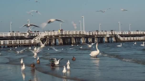 冬のバルト海の白鳥とカモメ、スポット都市ポーランド。多くの海鳥、カモメ、白鳥は、海岸近くで食べる。海の海岸で多くの鳥、野生生物の写真。概念や水生鳥類屋外で — ストック動画