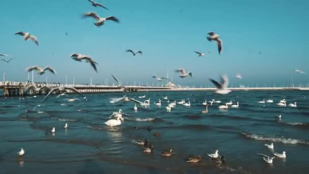 Cisnes e gaivotas no mar Báltico no inverno, cidade de lugar a Polônia. Muitas aves marinhas, gaivotas e um cisne, comem perto da costa. Muitas aves na costa do mar, quadro de vida selvagem. conceito, aves aquáticas, ao ar livre — Vídeo de Stock