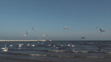 Kışın Baltık Denizi 'ndeki kuğular ve martılar Polonya' nın yerini belirler. Birçok deniz kuşu, martı ve bir kuğu kıyıya yakın yerlerde yemek yer. Deniz kıyısında bir sürü kuş, vahşi yaşam resmi. konsept, su kuşları, açık hava