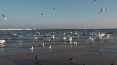 Kışın Baltık Denizi 'ndeki kuğular ve martılar Polonya' nın yerini belirler. Birçok deniz kuşu, martı ve bir kuğu kıyıya yakın yerlerde yemek yer. Deniz kıyısında bir sürü kuş, vahşi yaşam resmi. konsept, su kuşları, açık hava