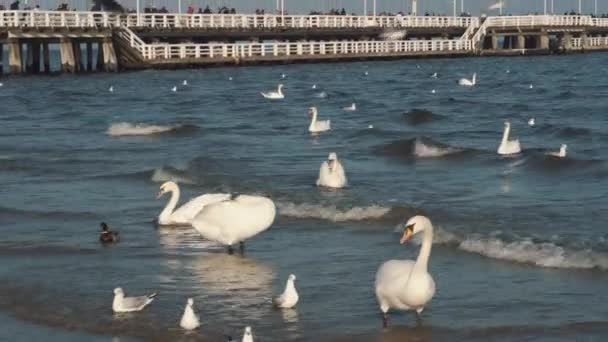 Cisnes e gaivotas no mar Báltico no inverno, cidade de lugar a Polônia. Muitas aves marinhas, gaivotas e um cisne, comem perto da costa. Muitas aves na costa do mar, quadro de vida selvagem. conceito, aves aquáticas, ao ar livre — Vídeo de Stock