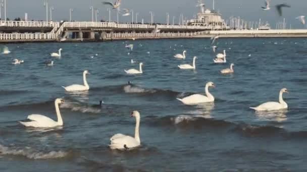 Cisnes e gaivotas no mar Báltico no inverno, cidade de lugar a Polônia. Muitas aves marinhas, gaivotas e um cisne, comem perto da costa. Muitas aves na costa do mar, quadro de vida selvagem. conceito, aves aquáticas, ao ar livre — Vídeo de Stock