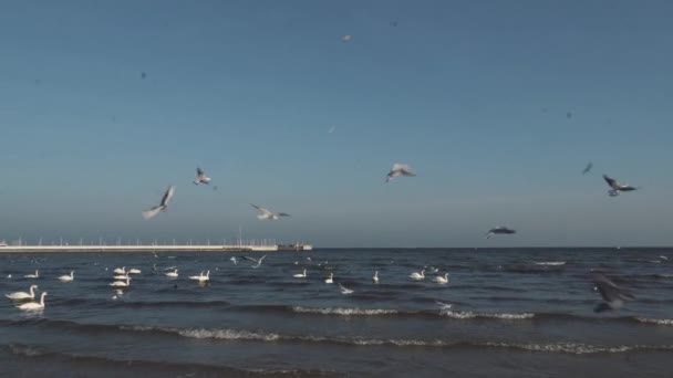 Cisnes e gaivotas no mar Báltico no inverno, cidade de lugar a Polônia. Muitas aves marinhas, gaivotas e um cisne, comem perto da costa. Muitas aves na costa do mar, quadro de vida selvagem. conceito, aves aquáticas, ao ar livre — Vídeo de Stock