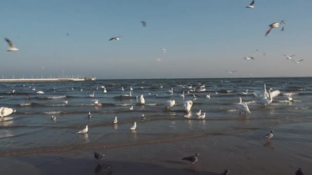 Cisnes e gaivotas no mar Báltico no inverno, cidade de lugar a Polônia. Muitas aves marinhas, gaivotas e um cisne, comem perto da costa. Muitas aves na costa do mar, quadro de vida selvagem. conceito, aves aquáticas, ao ar livre — Vídeo de Stock