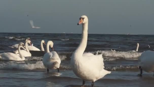 冬のバルト海の白鳥とカモメ、スポット都市ポーランド。多くの海鳥、カモメ、白鳥は、海岸近くで食べる。海の海岸で多くの鳥、野生生物の写真。概念や水生鳥類屋外で — ストック動画