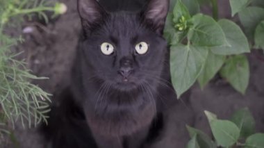 Sarı gözlü kara kedi doğadaki kameraya bakıyor. Kedi faiziyle avluya bakar.