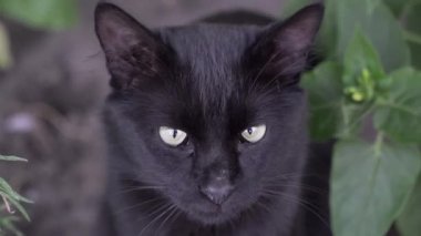 Sarı gözlü kara kedi doğadaki kameraya bakıyor. Kedi faiziyle avluya bakar.