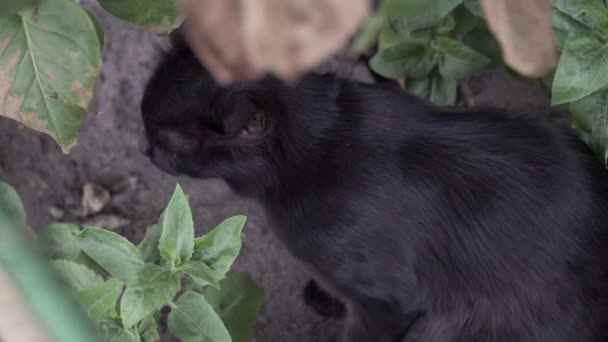 一只黄眼睛的黑猫看着自然界中的相机 那只猫饶有兴趣地抬头看着院子里 — 图库视频影像