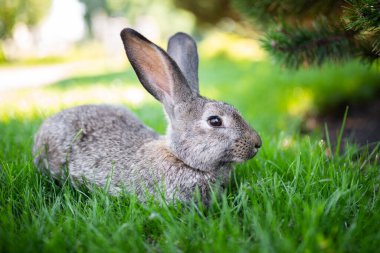 Güneşli bir günde yeşil çimlerde büyüyen uzun kulaklı, büyük, gri bir tavşan. Parktaki yeşil çimlerde oturan sevimli gri tavşanı yakından çek. Kahverengi tavşan. Güzel Norfolk yabani Coney çimlere oturdu..