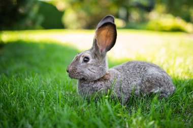Et yemek ve vejetaryenlik. Hayvan kürkü. Hayvan koruması. Kozmetik ürünleri tavşanlar üzerinde test ediliyor. Deneysel Hayvanları Koruma Sözleşmesi 'nde. Hayvanların katledilmesine karşı.