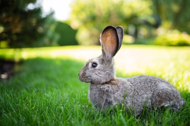 Güneşli bir günde yeşil çimlerde büyüyen uzun kulaklı, büyük, gri bir tavşan. Parktaki yeşil çimlerde oturan sevimli gri tavşanı yakından çek. Kahverengi tavşan. Güzel Norfolk yabani Coney çimlere oturdu..