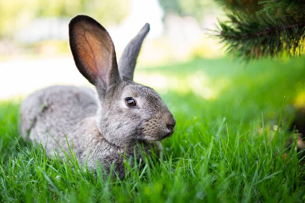 晴れた日に緑の芝生の上で完全な成長で長い耳を持つ大きな大人の灰色のウサギ 公園の緑の草の上に座ってかわいい灰色のウサギのクローズアップ 茶色いウサギ 美しいノーフォーク野生のコニーズは芝生の上に座って — ストック写真