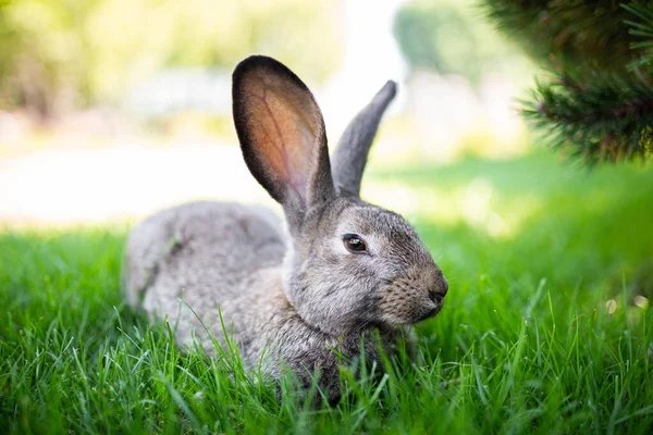 Meat-eating and vegetarianism. Animal fur. Animal protection. The cosmetics are tested on rabbits. Convention for the Protection of Experimental Animals. Against the slaughter of animals.