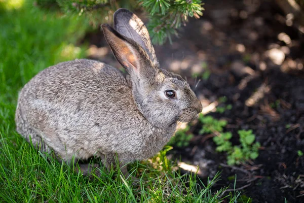 Gros Plan Beau Lapin Gris Qui Mange Sur Une Pelouse — Photo