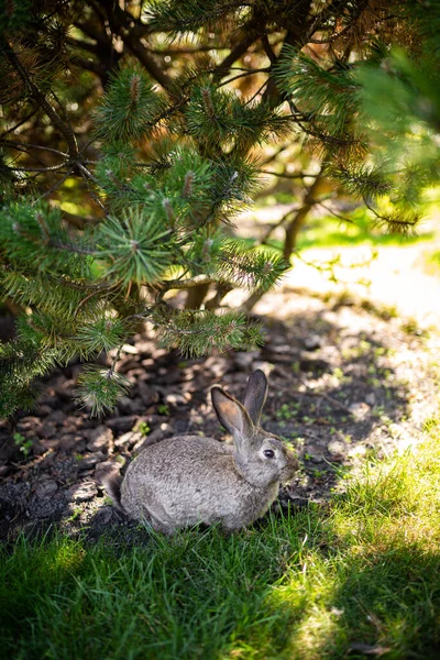 Stor Vuxen Grå Hare Med Långa Öron Full Tillväxt Grönt — Stockfoto
