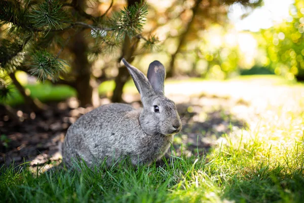 Close-up of a beautiful gray rabbit eating on a green grass lawn. Hare sits on green grass in summer on a sunny day. Vegan and meat-free diet. Fur is for animals only. Only artificial fur coat.