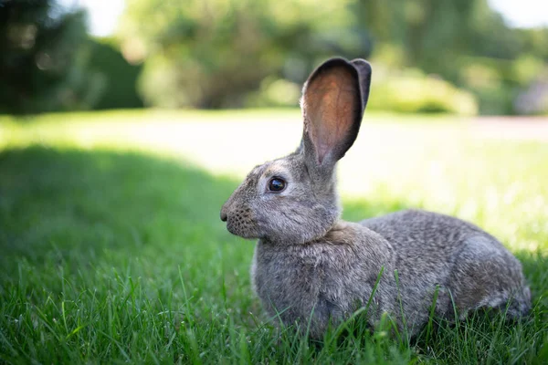 Manger Viande Végétarisme Fourrure Animale Protection Des Animaux Les Cosmétiques — Photo