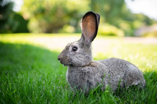 Gros Plan Beau Lapin Gris Qui Mange Sur Une Pelouse — Photo