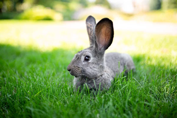 Close-up of a beautiful gray rabbit eating on a green grass lawn. Hare sits on green grass in summer on a sunny day. Vegan and meat-free diet. Fur is for animals only. Only artificial fur coat.