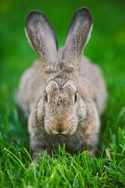 Meat-eating and vegetarianism. Animal fur. Animal protection. The cosmetics are tested on rabbits. Convention for the Protection of Experimental Animals. Against the slaughter of animals.