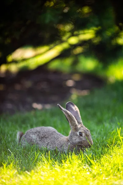 Close-up of a beautiful gray rabbit eating on a green grass lawn. Hare sits on green grass in summer on a sunny day. Vegan and meat-free diet. Fur is for animals only. Only artificial fur coat.