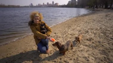 Bir sürü evcil hayvan, yürüyüşe çıkmış köpek sever. Yetişkin, yaşlı, beyaz, üç köpeği olan kadın dachshund ve oyuncak teriyer yetiştiriyor. Sahibi güneşli gölün yanındaki sahilde top köpeğiyle oynuyor.